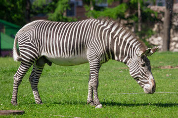 Sticker - Zebra in the pasture in the park