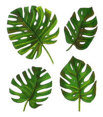 sketch illustrations tropical monstera. hand drawing isolated elements.