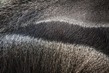 Anteater Fur