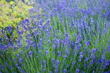 Fototapeta Lawenda - Blue flowers background