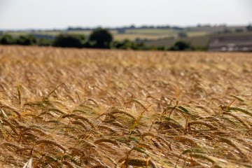 Field of Wheat