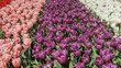 Tulipani a Keukhenof in Olanda