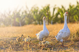 family of geese on the edge of a farm at sunset