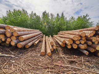 Wall Mural - felled forest by the road