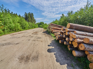 Wall Mural - felled forest by the road