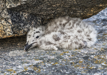 Wall Mural - nestling big polar seagull hiding under a stone. Close up