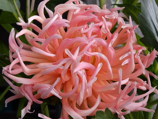 Macro blume, wunderschön, sommer garten, pink dahlie