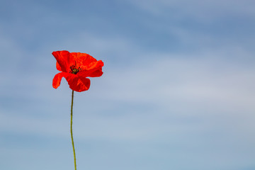 a single red poppy against a blue sky background