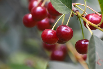 Ripe cherries on a branch. Cherry on tree