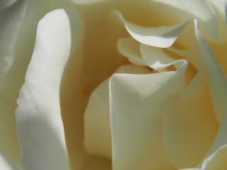 Close-up of a white rose Bud. White flower petals.