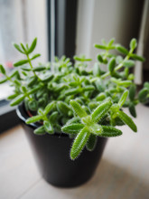 Barrel-shaped Green Leaves With Fine White Hairs From The Pickle Plant Or Delosperma Echinatum
