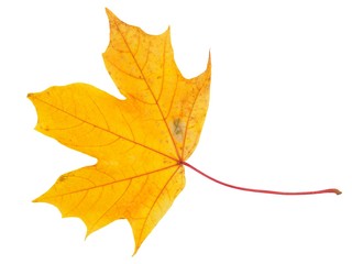 Wall Mural - autum maple leaf