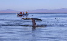 Whale Watching In Ojo De Liebre Lagoon, Baja California Norte, Mexico