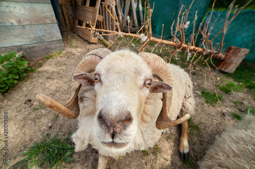 Drole De Mouton Stock Photo Adobe Stock Drole De Mouton Stock Photo Adobe Stock