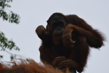 Wall Mural - Orangutan in the outdoors