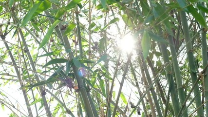 Wall Mural - video 4k footage of sun shining through green leaves bamboo blowing in breeze on summer.