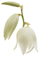 Flower of yucca, isolated on white background