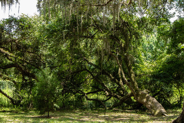 Wall Mural - Withlacoochee State Forest