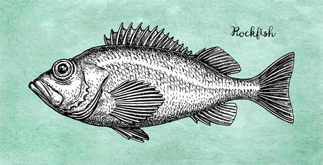 Wall Mural - Ink sketch of rockfish.