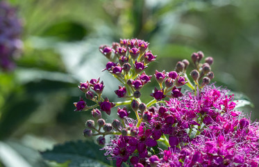 Wall Mural - The flower of the red spiraea, the ornamental shrub used in landscape design, is well suited for decorating haircut