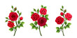 Vector set of branches of red roses isolated on a white background.