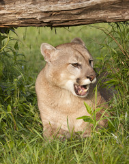 Wall Mural - Mountain Lion with Mouth Open