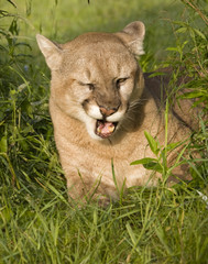 Wall Mural - Cougar Making a Funny Face
