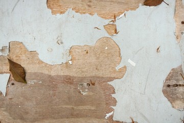 White wood plank as background. Grunge texture wallpaper. Peeling paint on an old wooden floor. Space for text in template. 