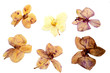 collection of dried pressed orchid flowers isolated on white background, scrapbooking, herbarium