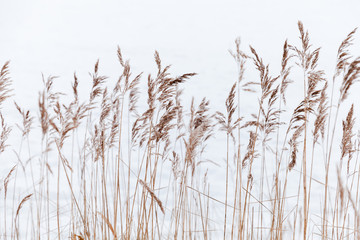 Naklejka na meble Dry coastal reed over white snow