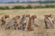 Sensation. Eight Cheetahs, one female Malaika and seven males, durung mating time in Masai Mara, Kenya