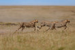 Three running cheethas in Masai Mara, Kenya