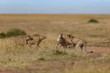 Six cheetahs fighting during mating time in the wilderness of Masai Mara, Kenya