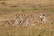 Six Cheetahs during mating time in the wilderness of, Masai Mara, Keya