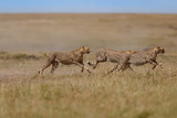 Fototapeta Sawanna - Three running cheethas in Masai Mara, Kenya