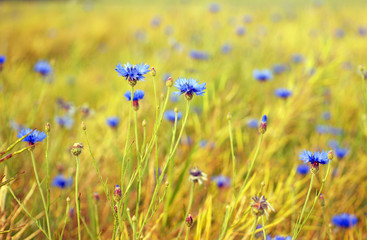 summer landskape with wildflowers cornflowers on vastness field