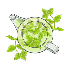 Wall Mural - peppermint tea vector