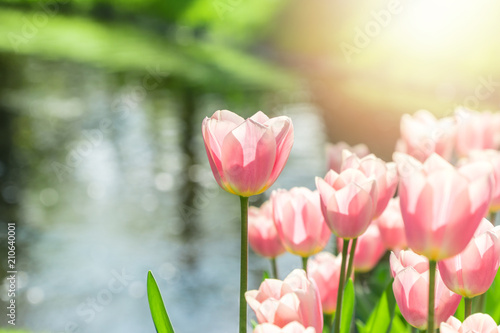 Foto  Beautiful group of pink tulips