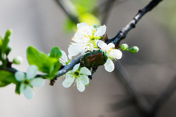 Blooming plum tree in the garden. Selective focus.