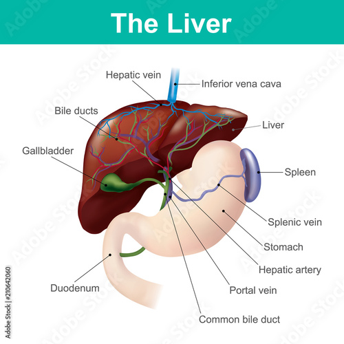 The liver is the only human internal organ capable of natural ...