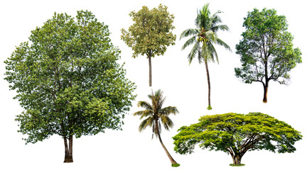 The collection of trees Isolated on white background