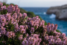 Blossom Mediterranean Pink Heather (Erica) Coastline. Malta Flora. Island Of Gozo, Winter. Close Up, Shallow Depth Of Field.