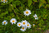 Fototapeta Kwiaty - Gänseblümchen im Gras