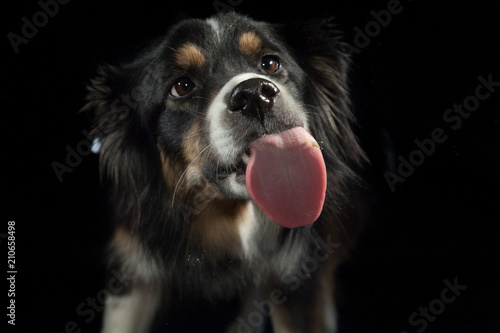 Hund streckt die Zunge raus StockFoto Adobe Stock