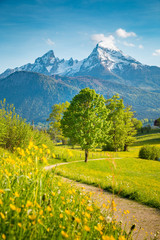 Wall Mural - idyllic mountain scenery in the alps with blooming meadows in springtime