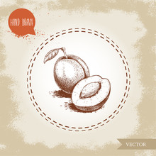Hand Drawn Sketch Style Plums Group. Whole And Half With Seed. Organic Eco Fruit Vector Illustration. Isolated On Old Looking Background.