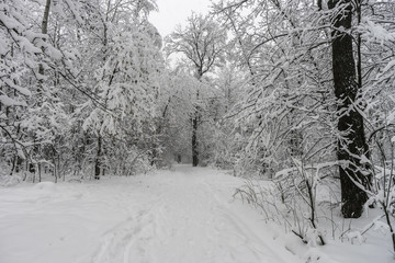  Winter landscape. Trees in the forest or in the park are under a thick layer of snow. Consequences of a great snowfall.