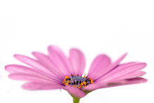 Side View Of A Pink African Daisy (osteopermum), Isolated On White Background