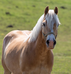 Wall Mural - Horse on nature. Portrait of a horse