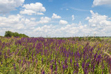 Fototapeta Lawenda - Meadow with wild purple salvia flowers. Summer landscape